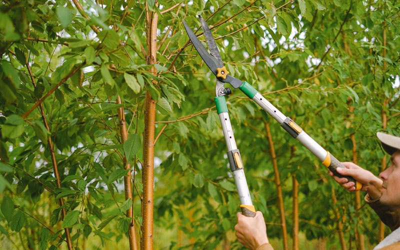 Tree trimming in Hettinger, ND